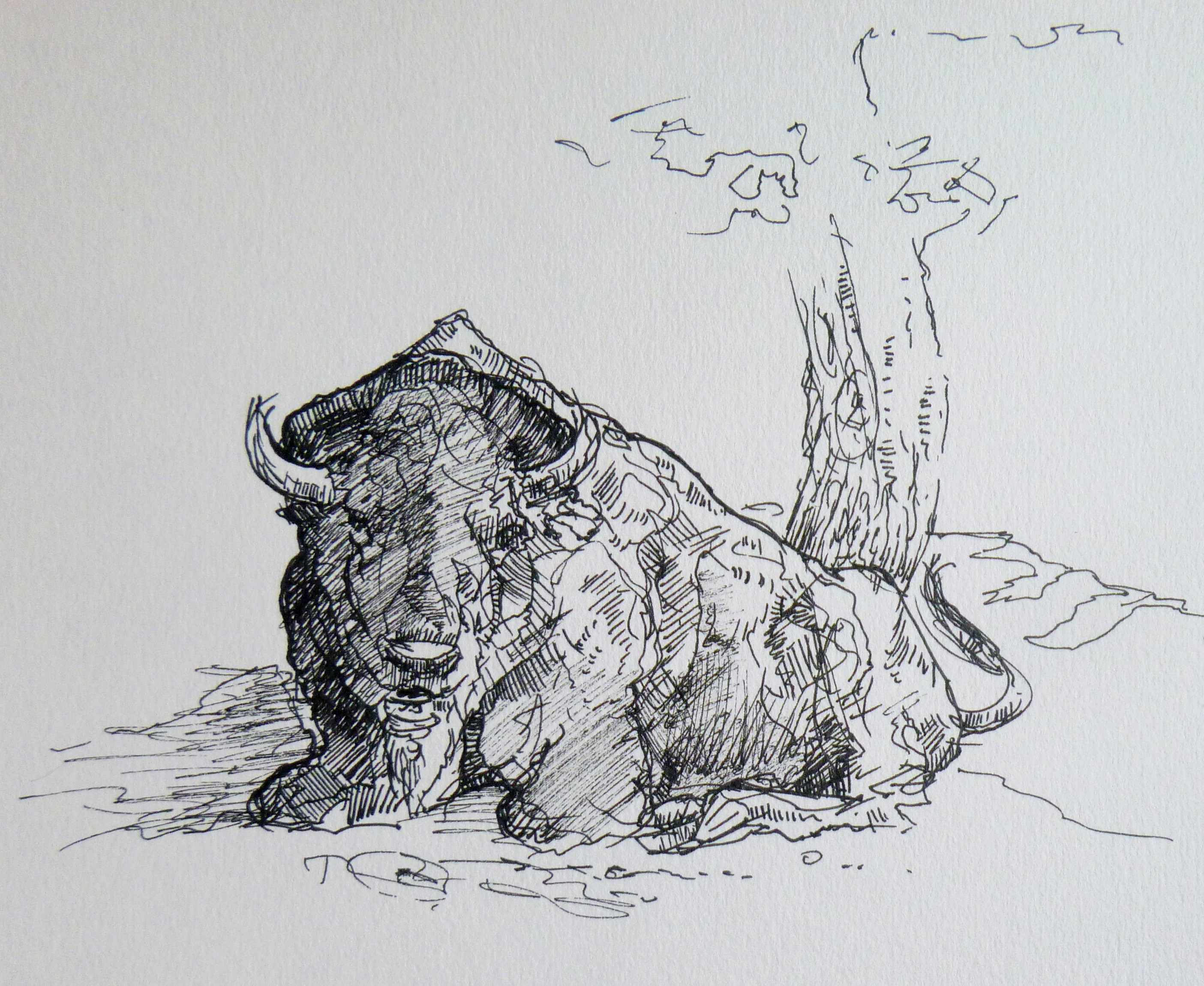 bizon - kresba